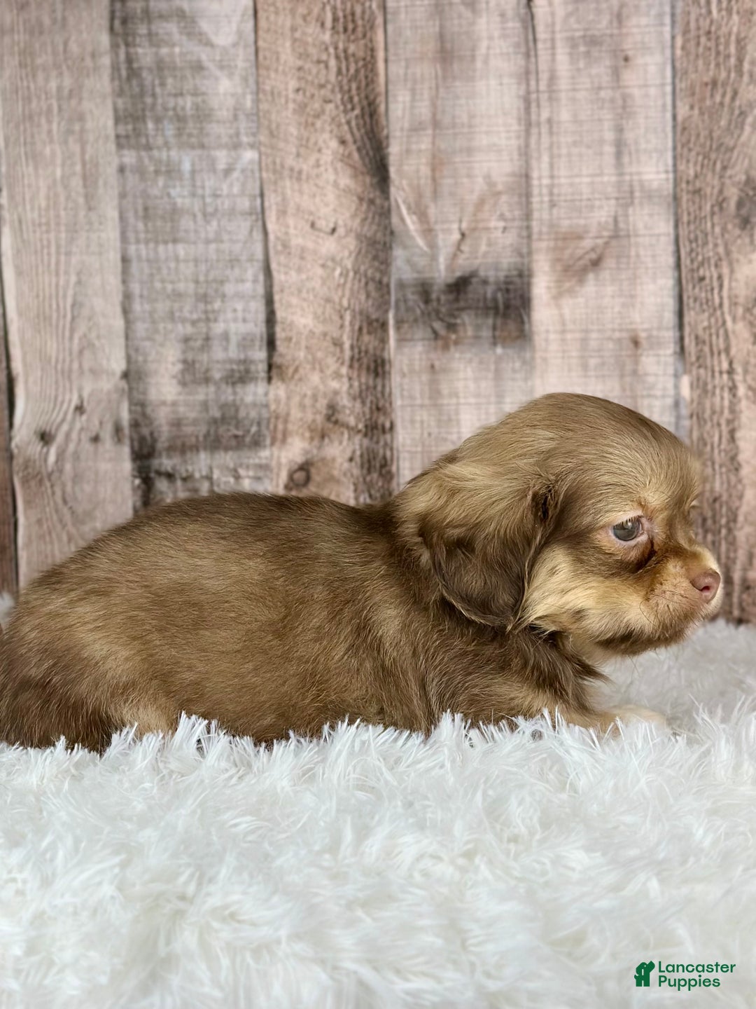 Shih Tzu dogs for sale: Boy Knox - 8934 - Ad 3
