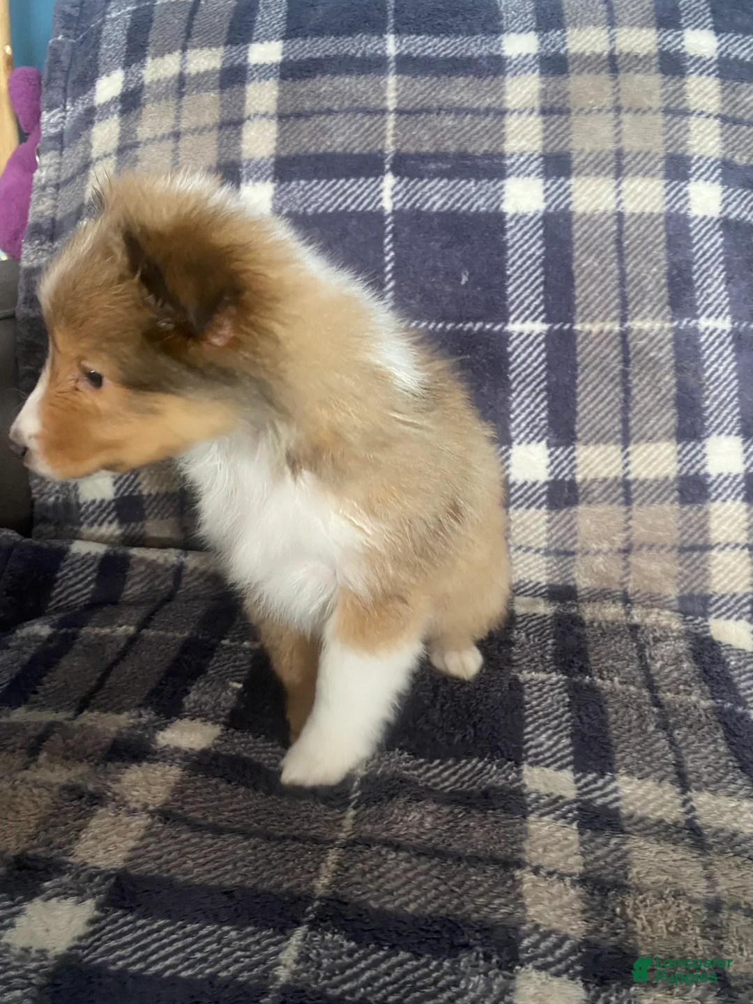 Shetland Sheepdog dogs for sale: Shetland Sheepdog Puppy 2 - Ad 4