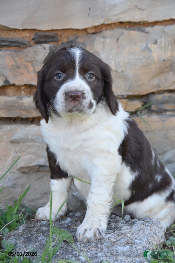 English Springer Spaniel dogs for sale: Stella - Ad 3