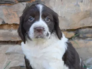 English Springer Spaniel dogs for sale: Stella - Ad 3