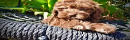 Havapoo dogs for sale: Prince - Ad 10