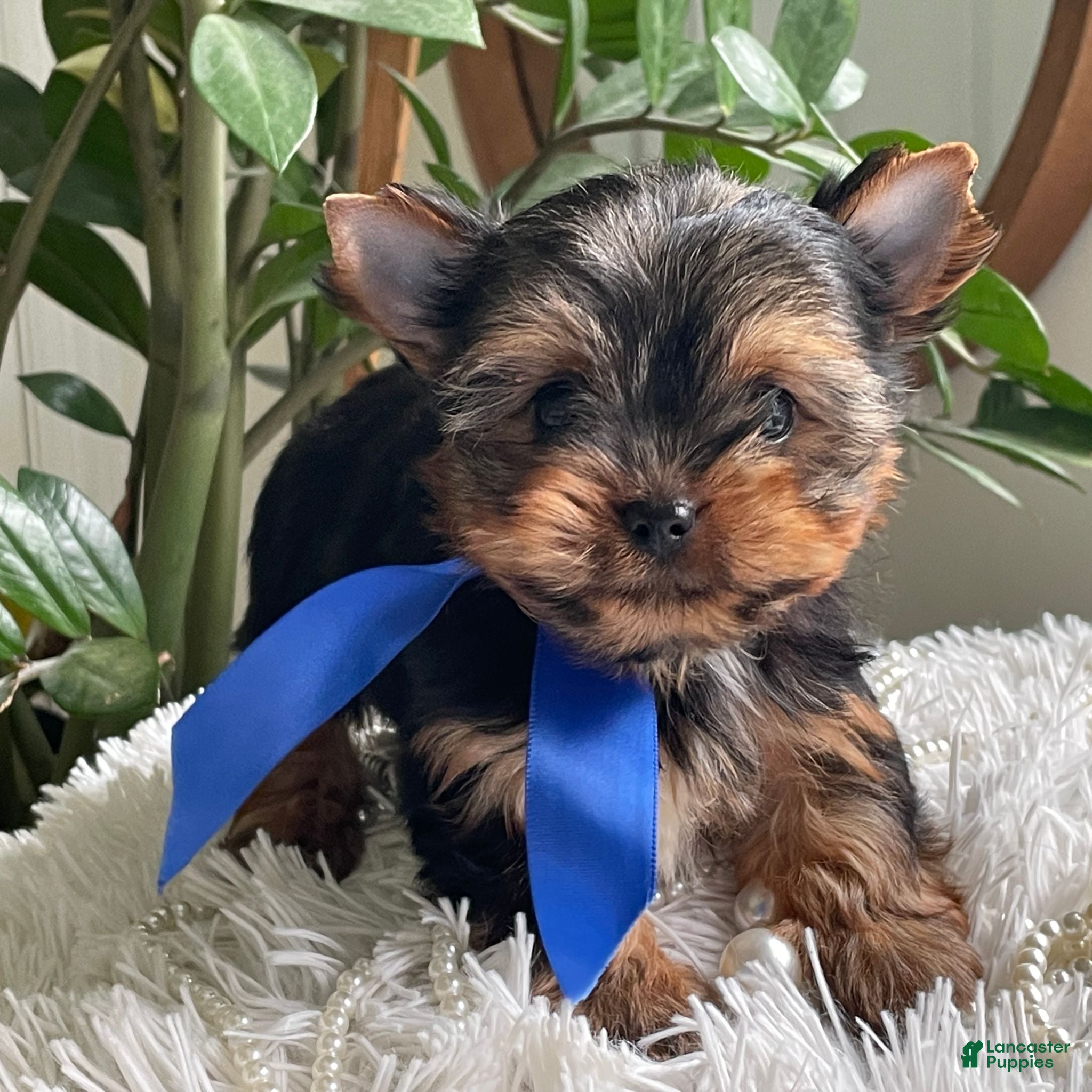 Yorkshire Terrier dogs Taco - Ad 1