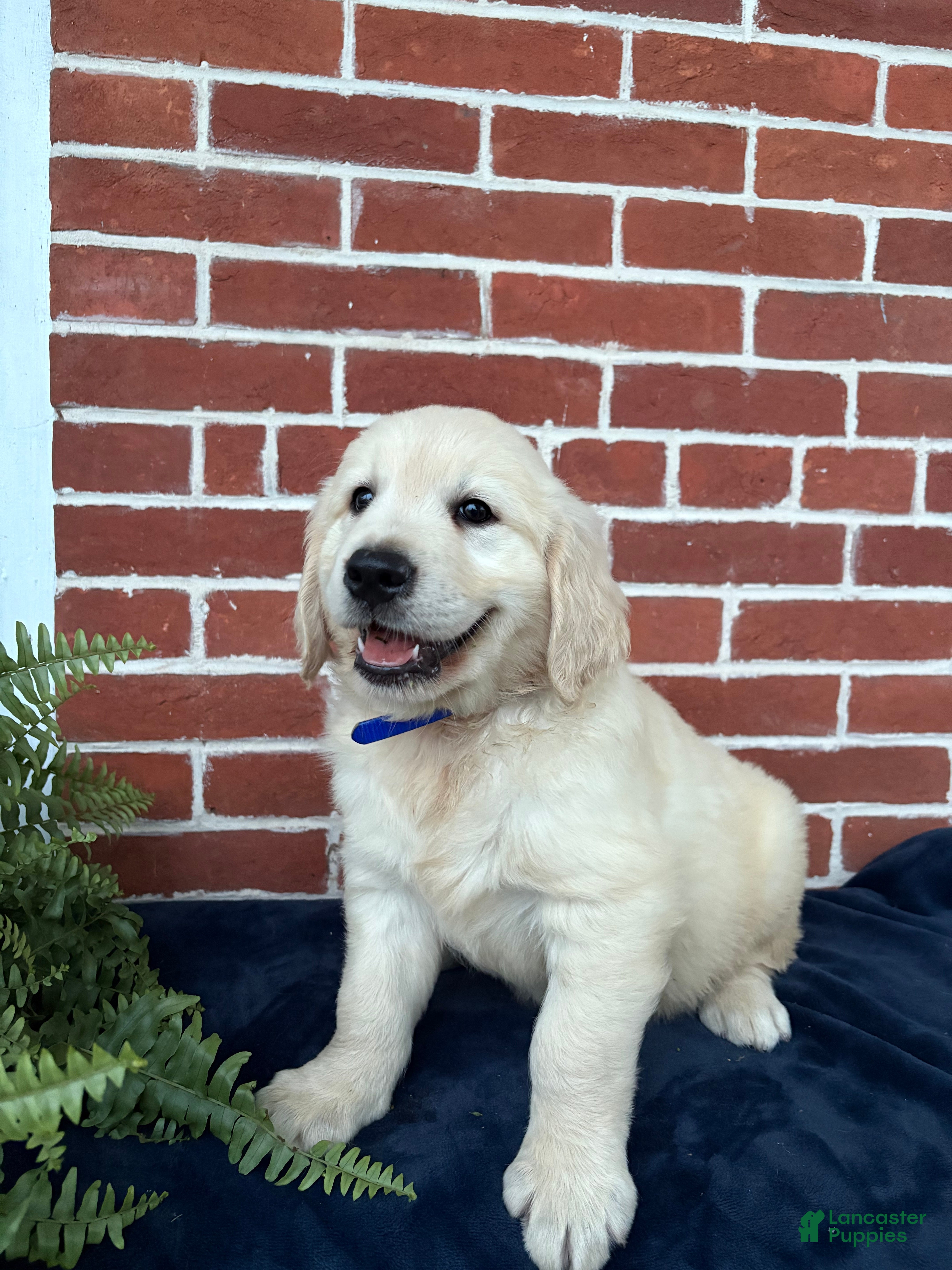 Golden Retriever dogs Gunner - Ad 1