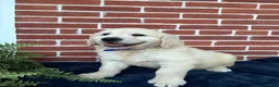 Golden Retriever dogs for sale: Gunner - Ad 1