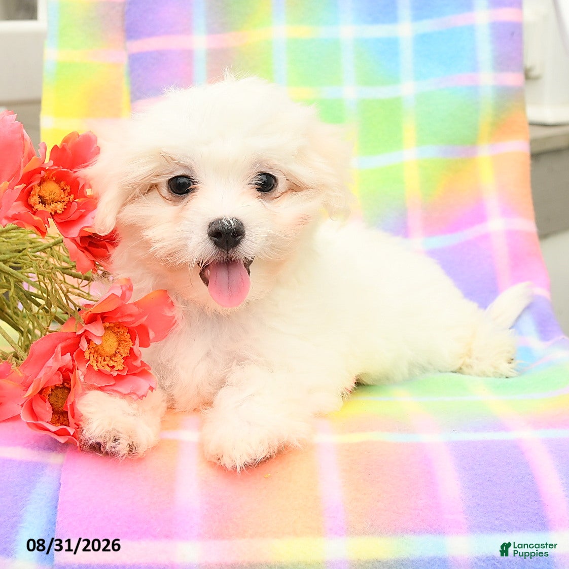 Maltese dogs Sam - Ad 2
