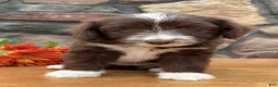 Mixed Breed dogs for sale: Cookie - Ad 3