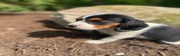 Beaglier dogs for sale: Amber - Ad 8