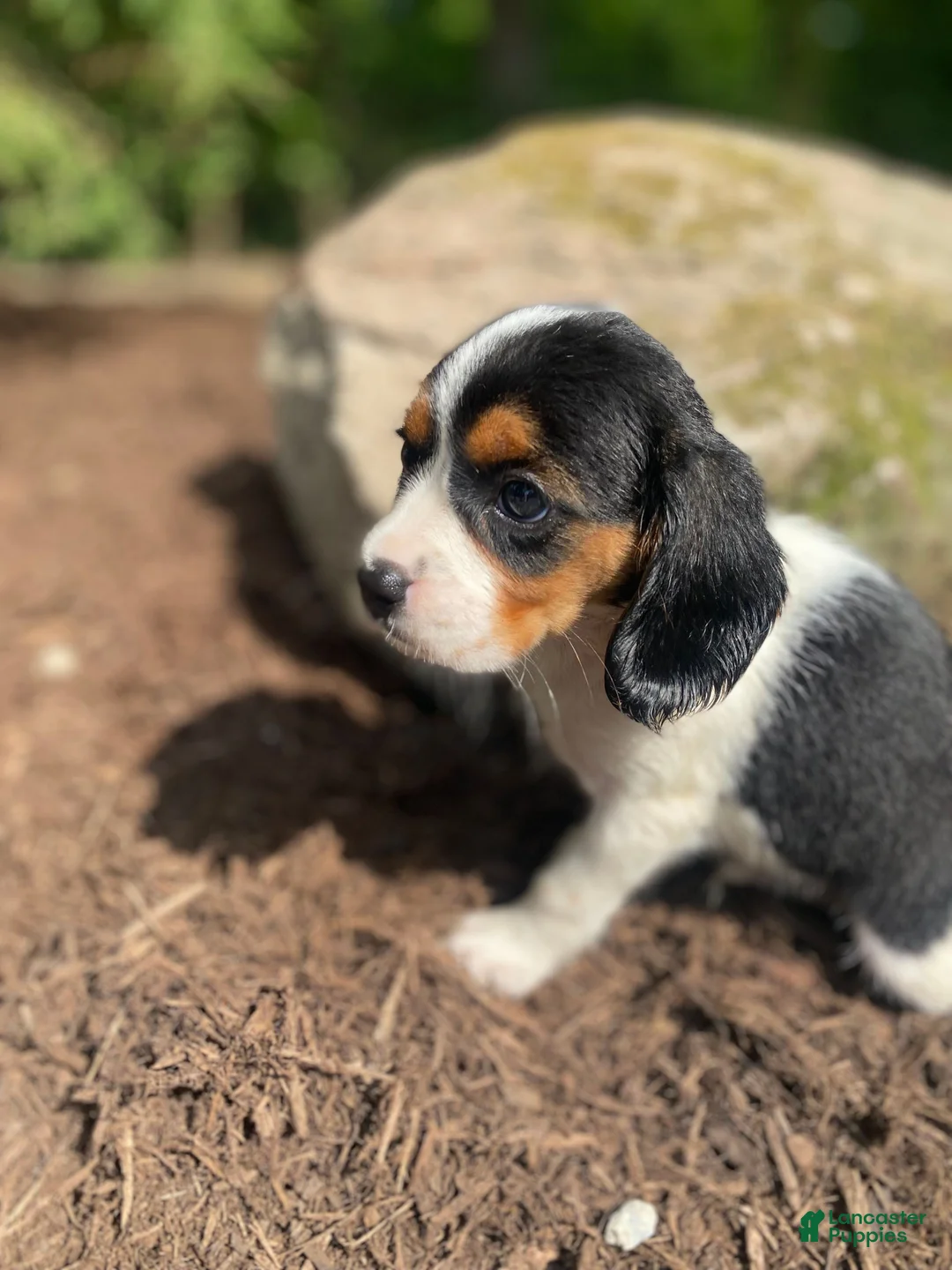 Beaglier dogs for sale: Amber - Ad 8
