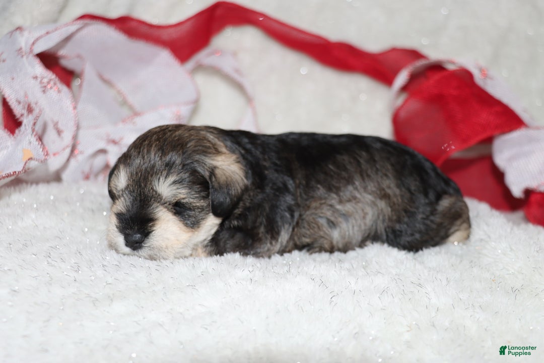Miniature Schnauzer dogs for sale: Sparkle - Ad 1