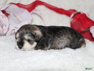 Miniature Schnauzer dogs Sparkle - Ad 39