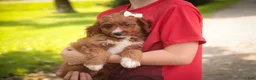 Cavapoo dogs for sale: Avery Cavapoo  - Ad 6