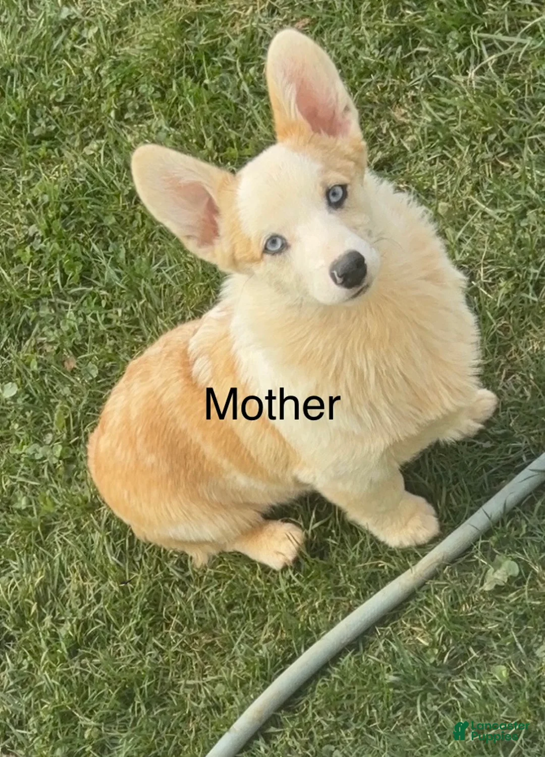 Welsh Corgi Pembroke dogs for sale: Yogi - Ad 2