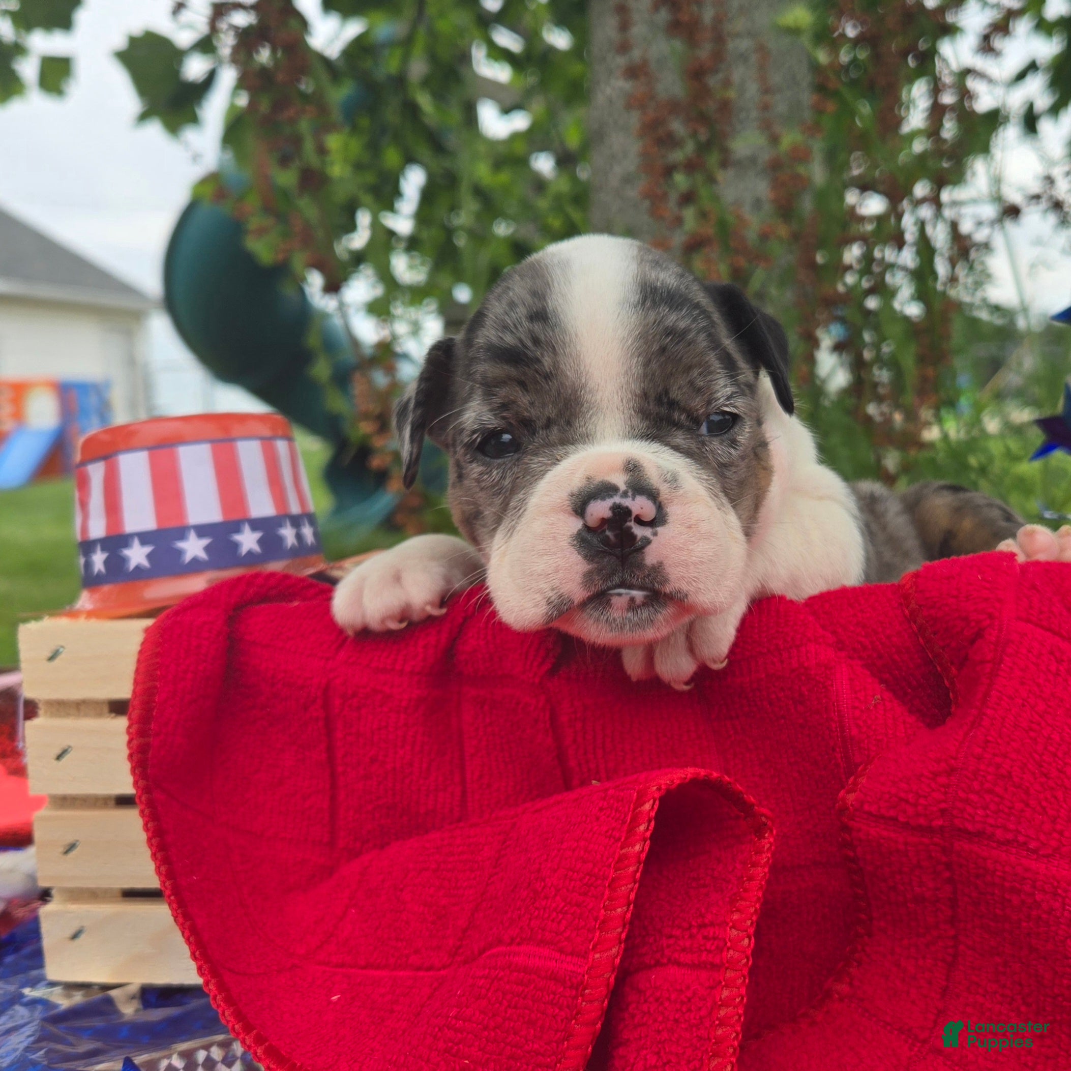 Olde English Bulldogge dogs Liberty - Ad 2