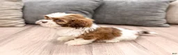 Shih Tzu dogs for sale: Cleo - Ad 4
