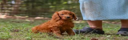 Goldendoodle dogs for sale: Braxton - Ad 4