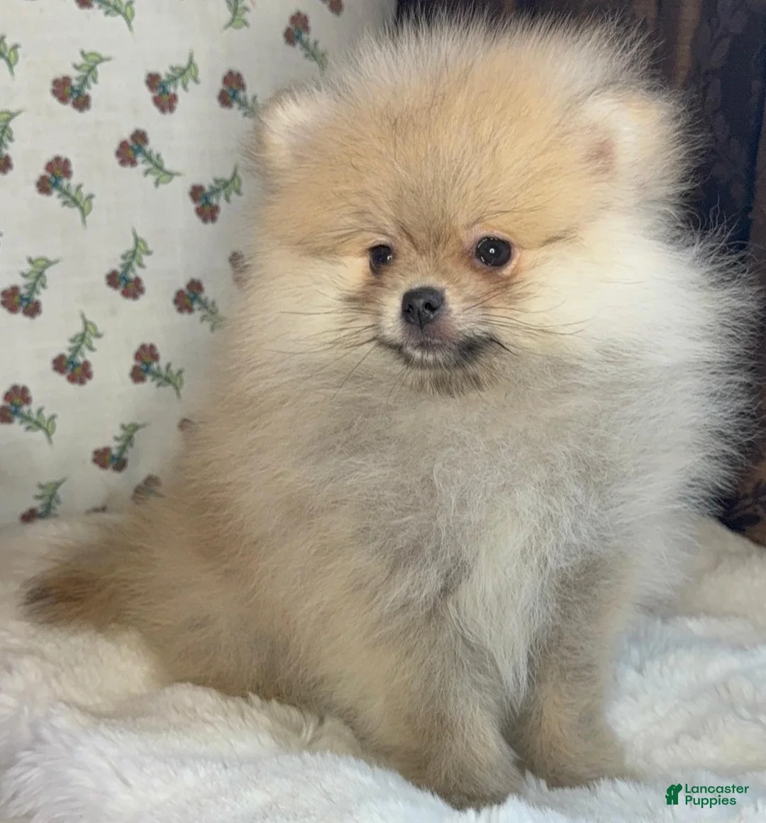 Pomeranian dogs for sale: Pomeranian Puppy Lucy - Ad 4