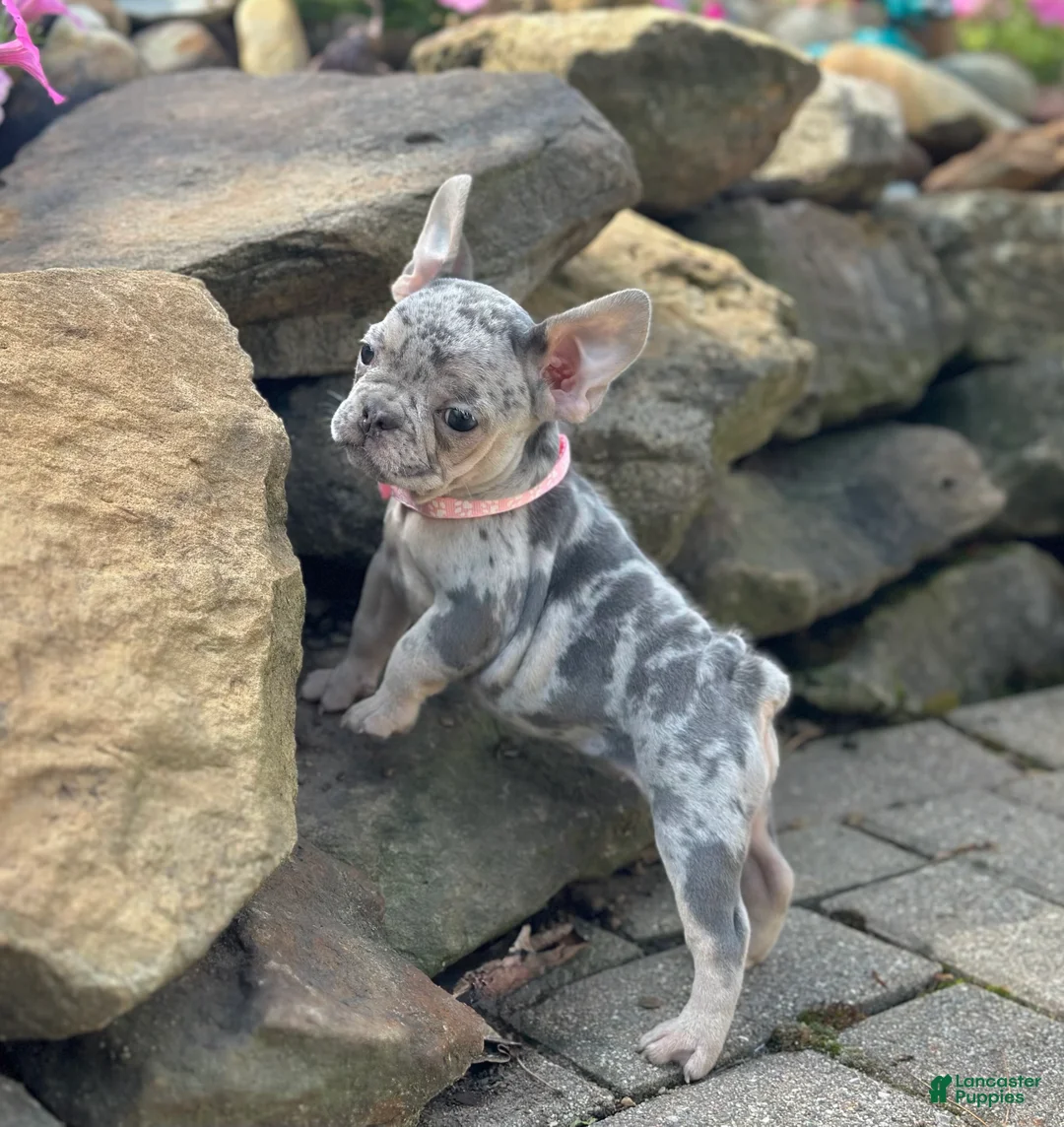 French Bulldog dogs for sale: Sherly Video Ad  - Ad 2