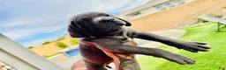 Mixed Breed dogs for sale: Mixed Breed Puppy 7 (red) - Ad 4