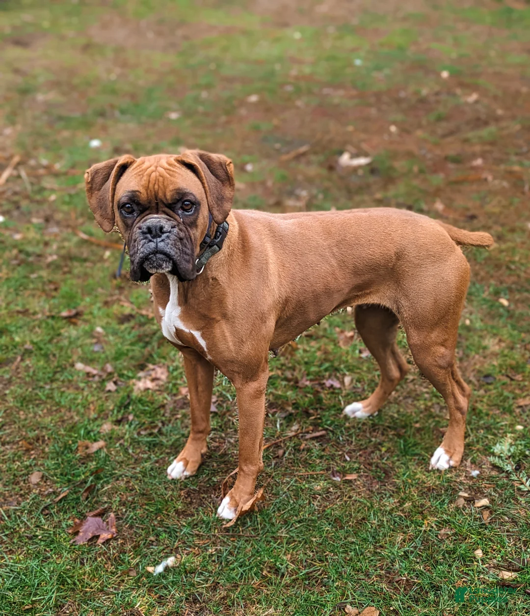 Boxer dogs for sale: Nashville - Ad 4