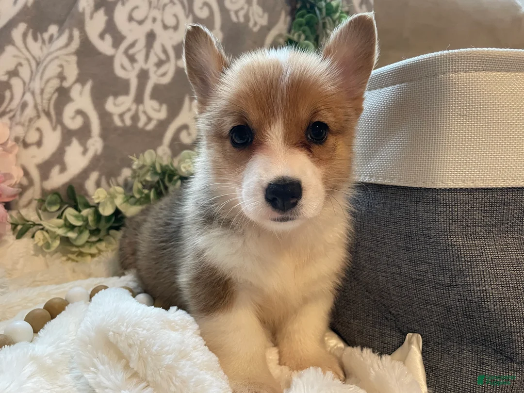 Welsh Corgi Pembroke dogs for sale: Sara - Ad 2