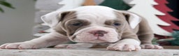 Olde English Bulldogge dogs for sale: Oakley - Ad 3