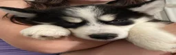 Siberian Husky dogs for sale: Willow - Ad 4