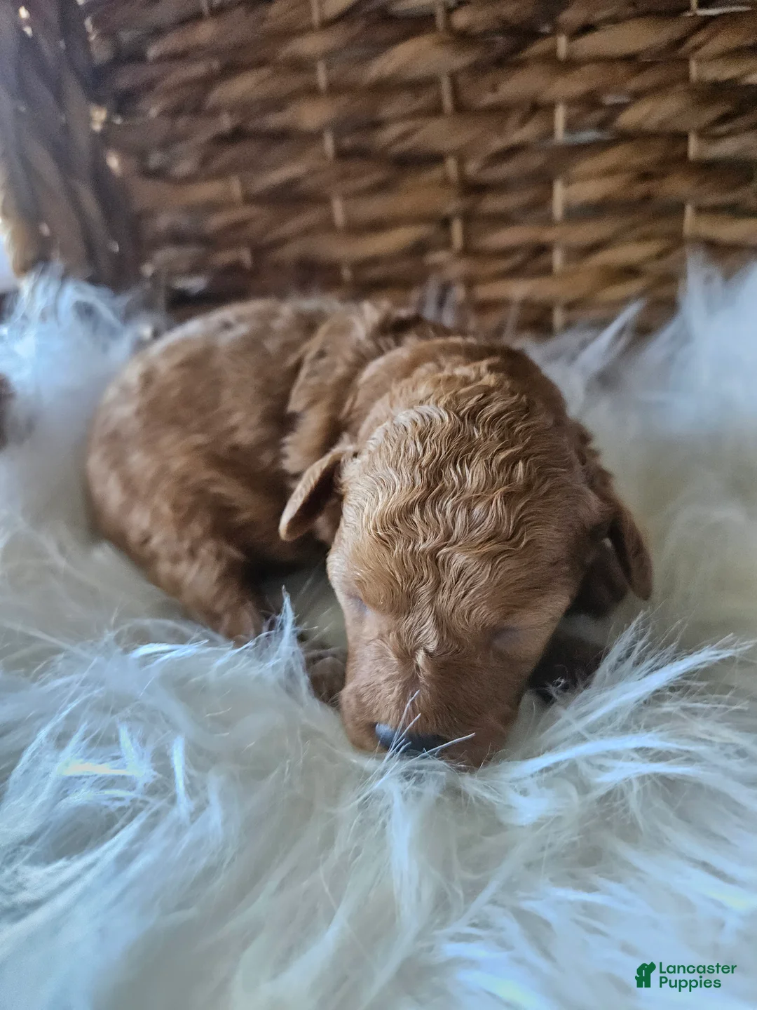 Cavapoo dogs for sale: Gizmo - Ad 2