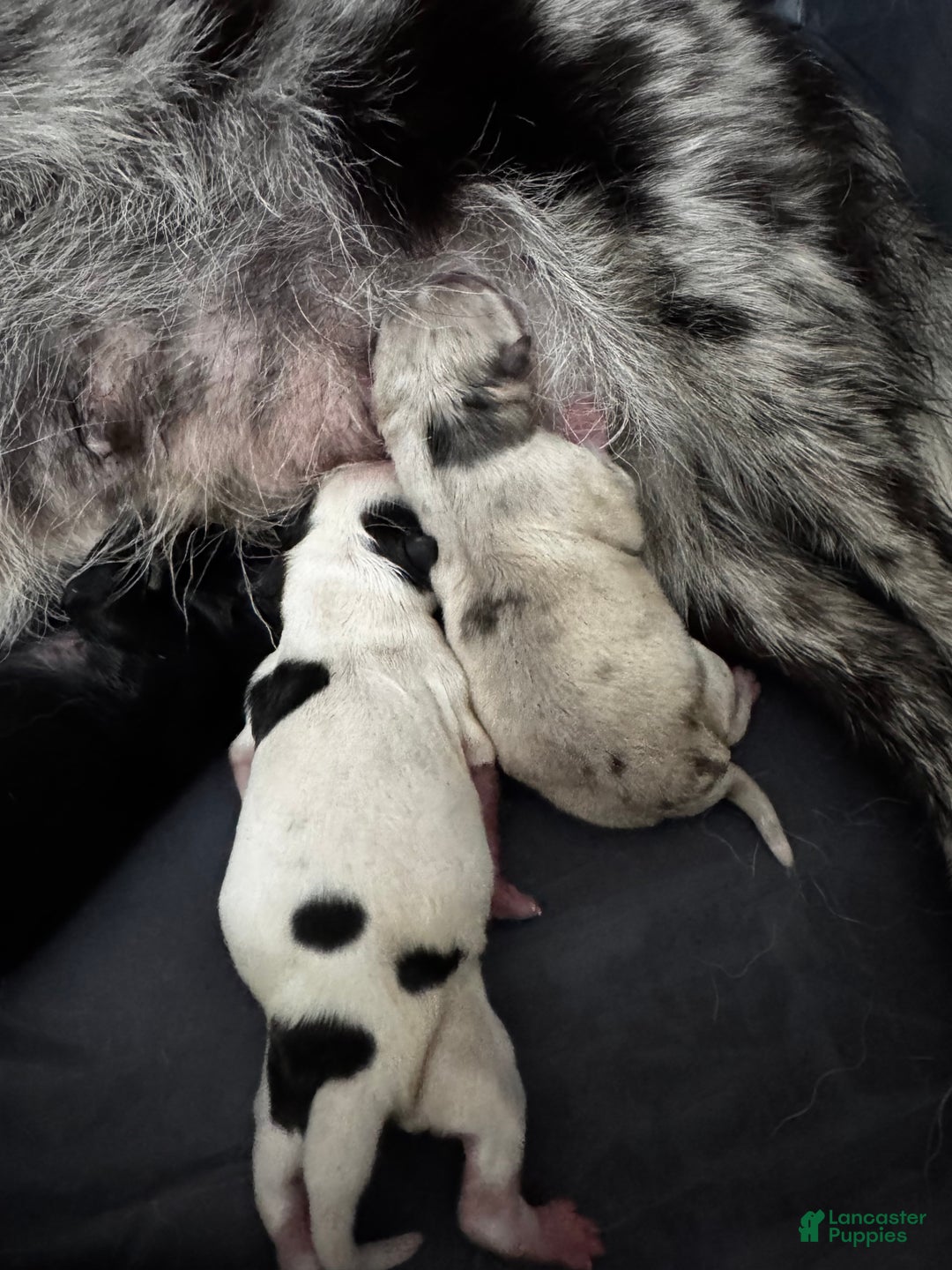 Pomsky dogs for sale: Pomsky Puppy 4 grey multi - Ad 3