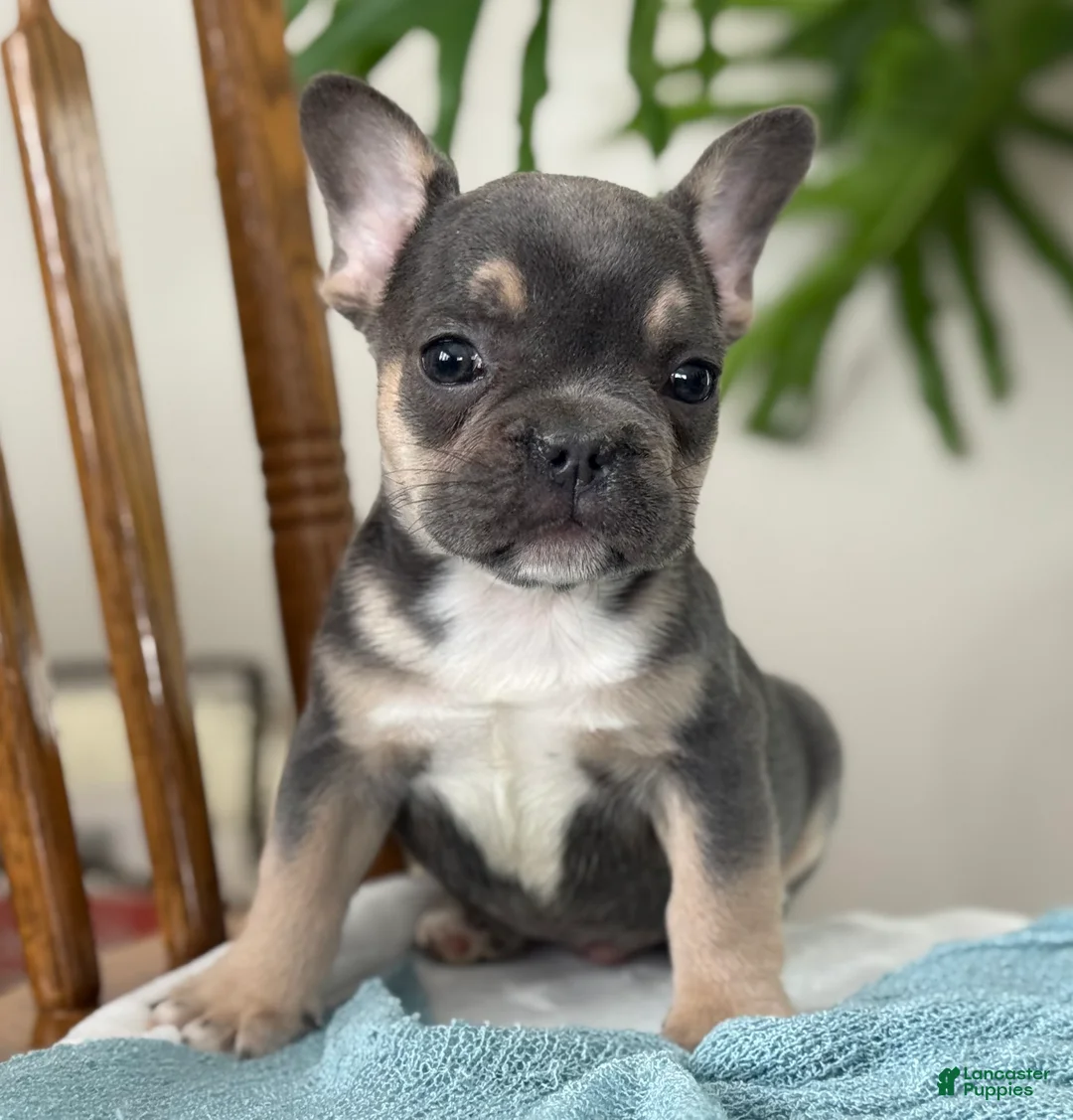 French Bulldog dogs for sale: Wyatt - Ad 7