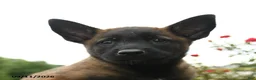 Belgian Malinois dogs for sale: Ranger - Ad 3
