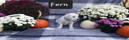 Golden Retriever dogs for sale: Fern  - Ad 3
