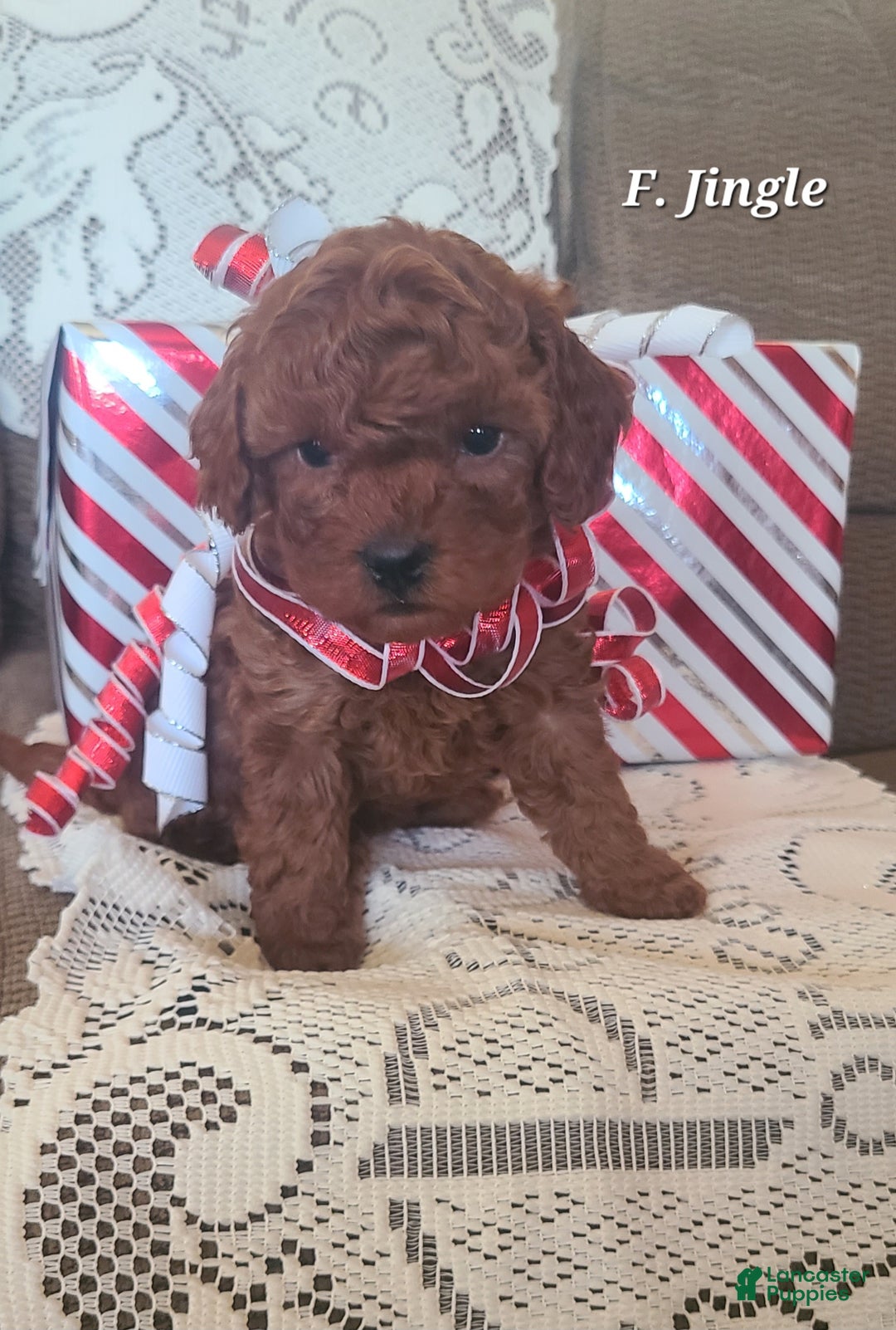 Miniature Poodle dogs for sale: Miniature Poodle Jingle  - Ad 2