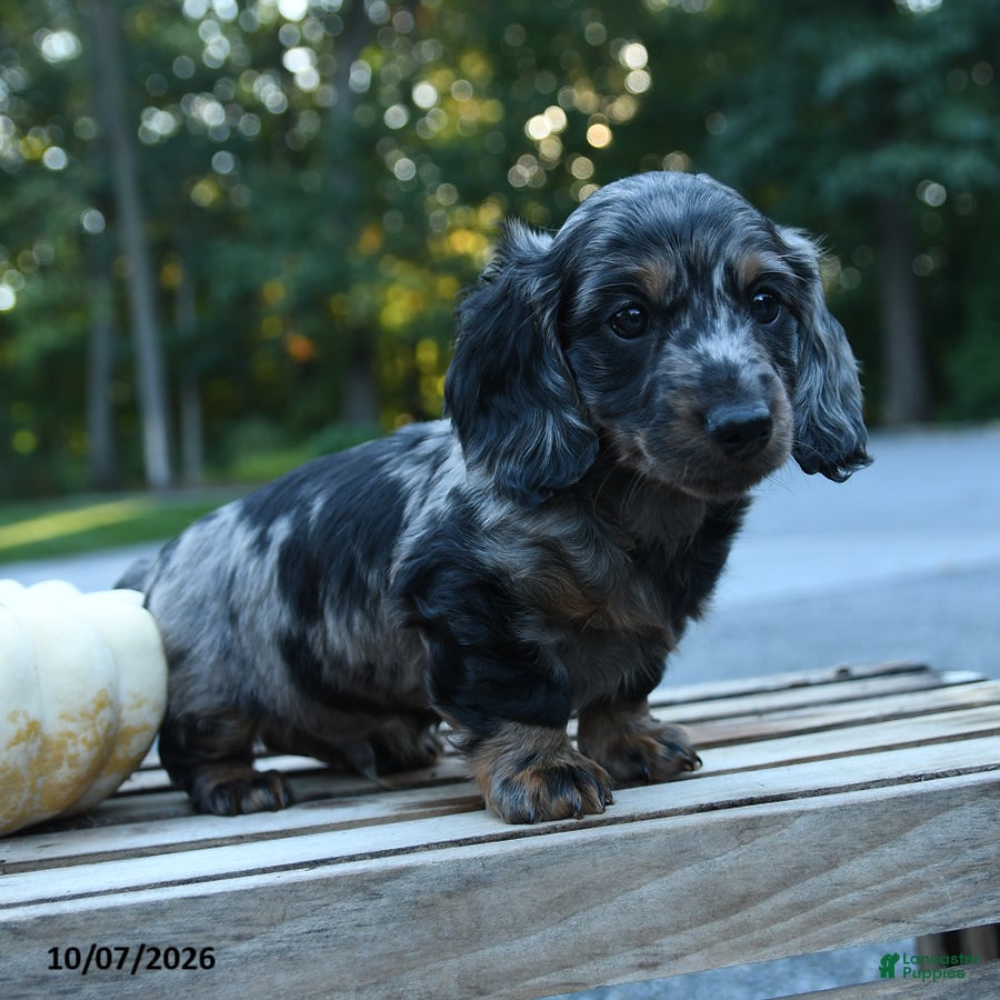 Miniature Dachshund dogs Milo - Ad 2