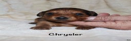 Miniature Dachshund dogs for sale: Chrysler  - Ad 2