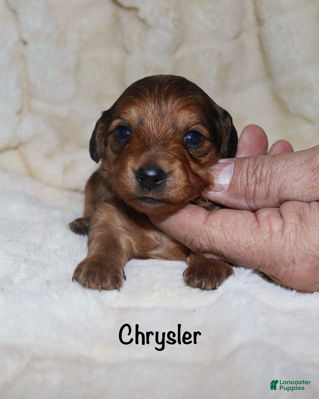Miniature Dachshund dogs for sale: Chrysler  - Ad 2