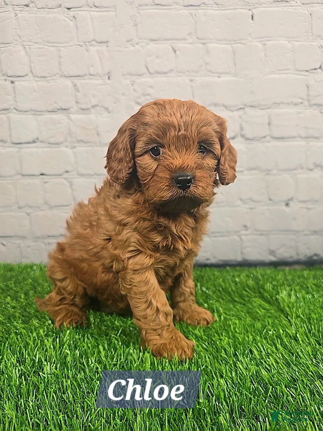Cavapoo dogs for sale: Chloe  - Ad 5