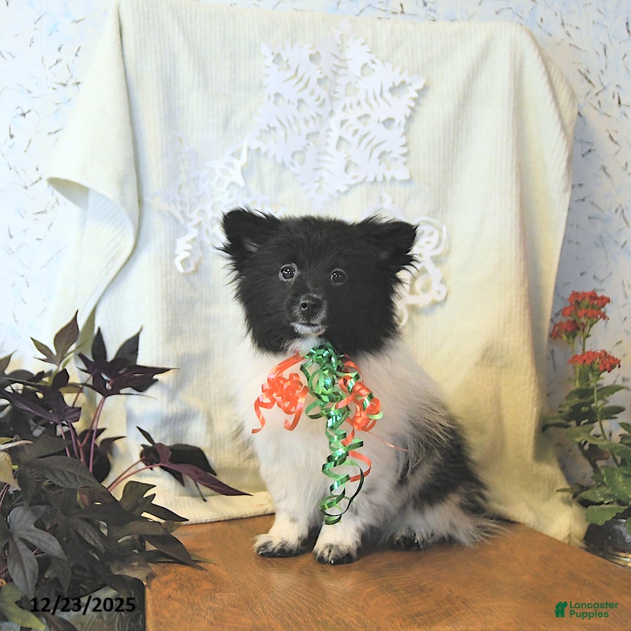 Mixed Breed dogs Dixon - Ad 2