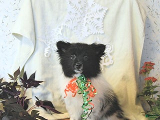 Mixed Breed dogs Dixon - Ad 2