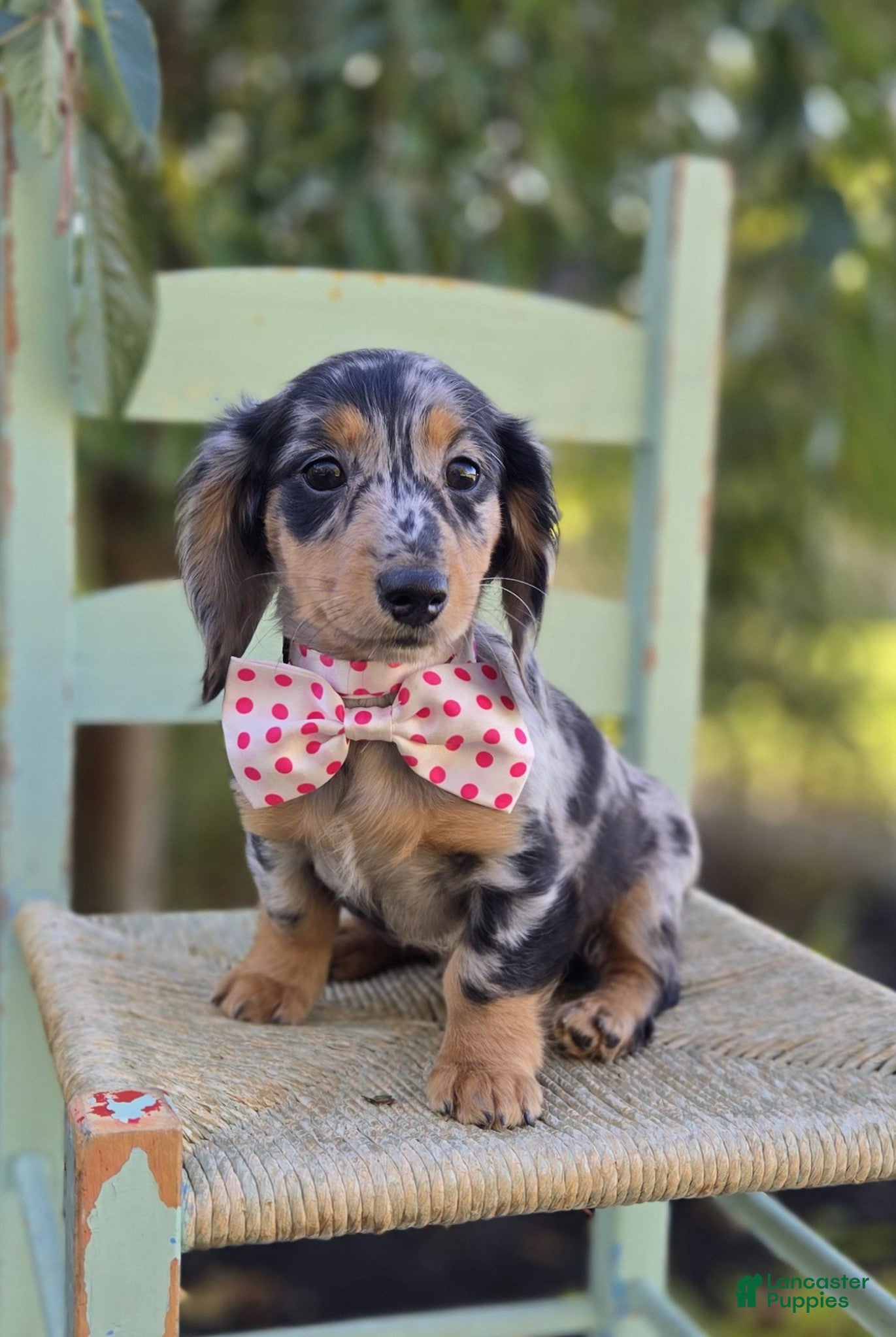 Miniature Dachshund dogs Tracy - Ad 2