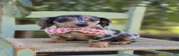 Miniature Dachshund dogs for sale: Tracy - Ad 2