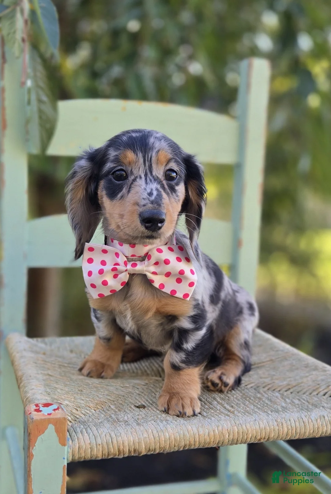 Miniature Dachshund dogs for sale: Tracy - Ad 2