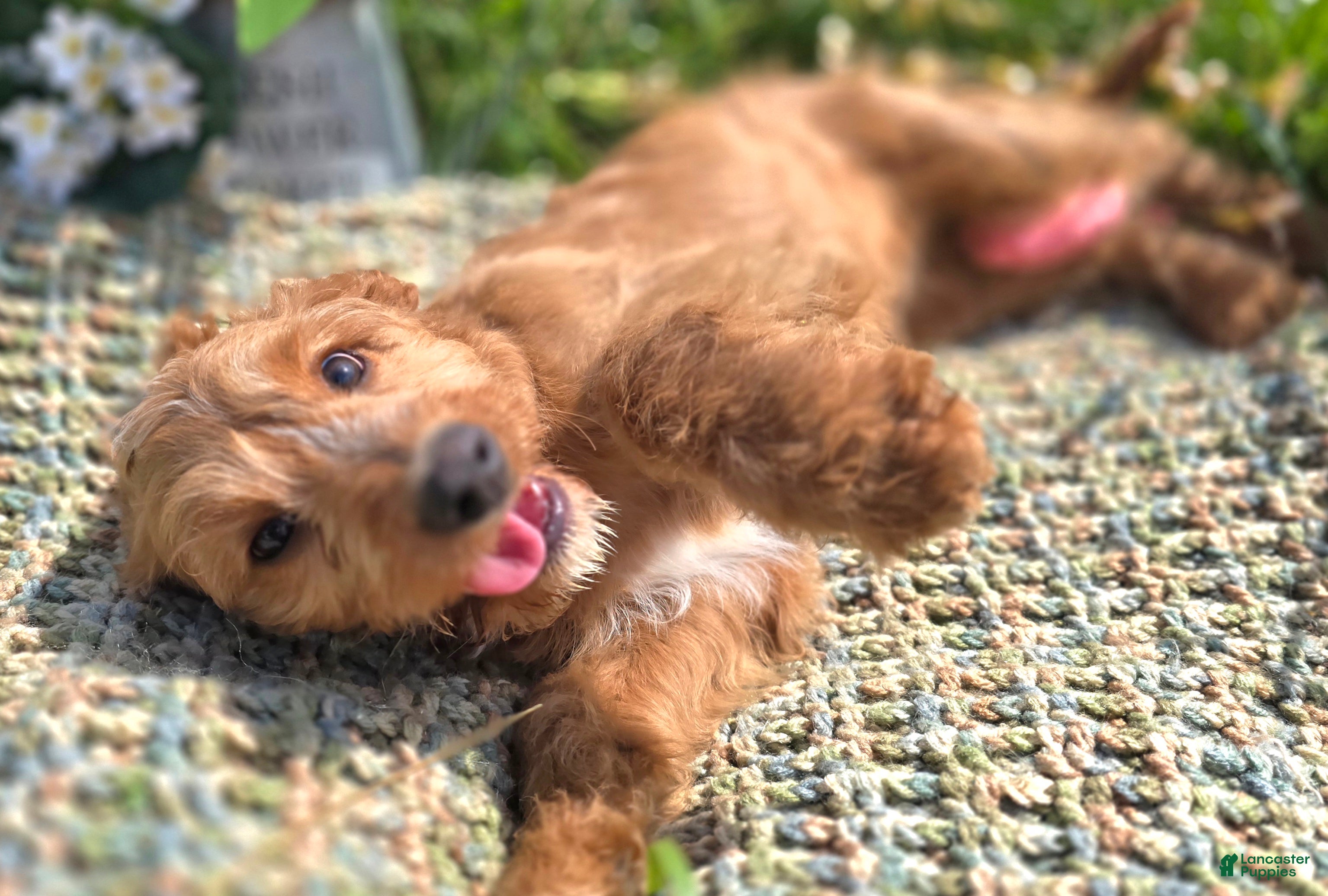 Cavapoo dogs Glacier - Ad 28