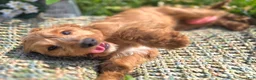 Cavapoo dogs for sale: Glacier - Ad 19