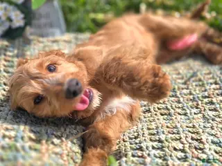 Cavapoo dogs Glacier - Ad 28