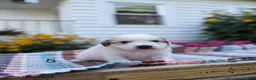 Great Pyrenees dogs for sale: Clark - Ad 5