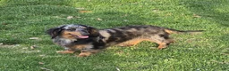 Dachshund dogs for sale: Hank - Ad 5
