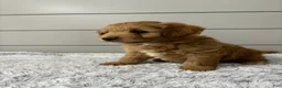Mini Goldendoodle dogs for sale: Bella - Ad 3