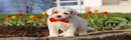 Miniature Poodle dogs for sale: Charles - Ad 3