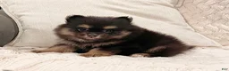 Pomeranian dogs for sale: Minnie - Ad 3