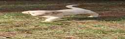 Labrador Retriever dogs for sale: Dallas - Ad 1